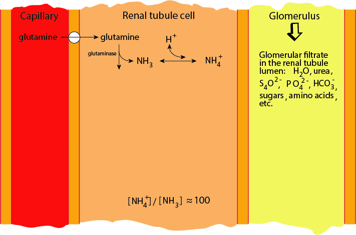 muscle Glutamine Production 1