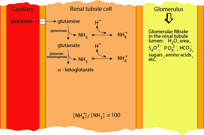muscle Glutamine Production 2