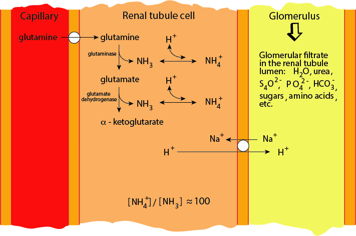 muscle Glutamine Production 3