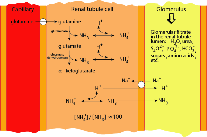 muscle Glutamine Production 4