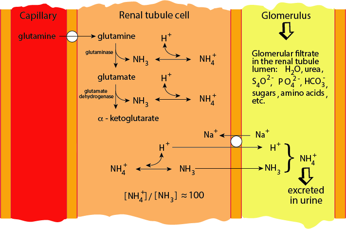 muscle Glutamine Production 5