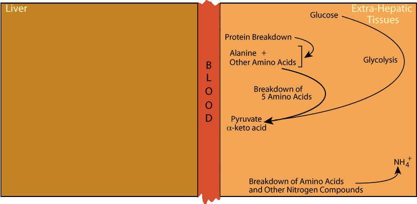 Alanine Cycle 3
