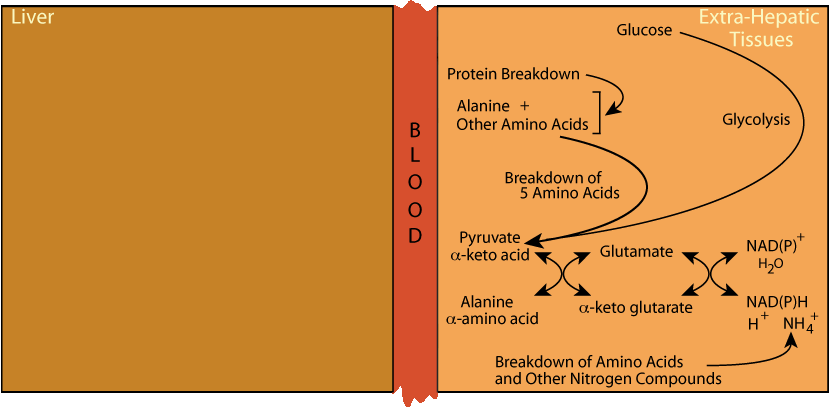 Alanine Cycle 4