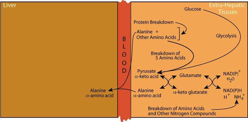 Alanine Cycle 5