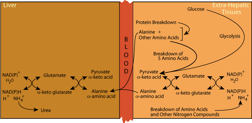 Alanine Cycle 6