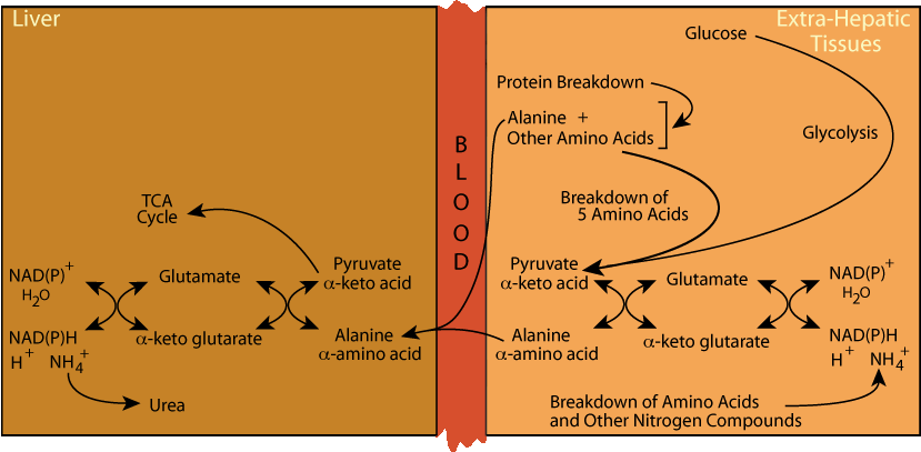 Alanine Cycle 7