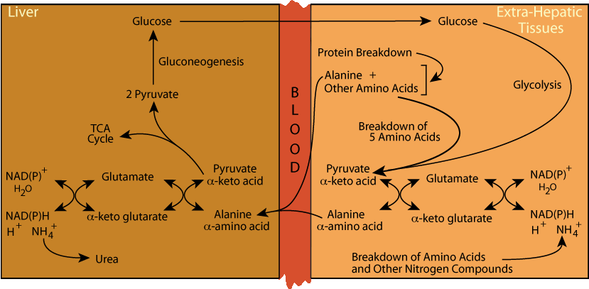 Alanine Cycle 8