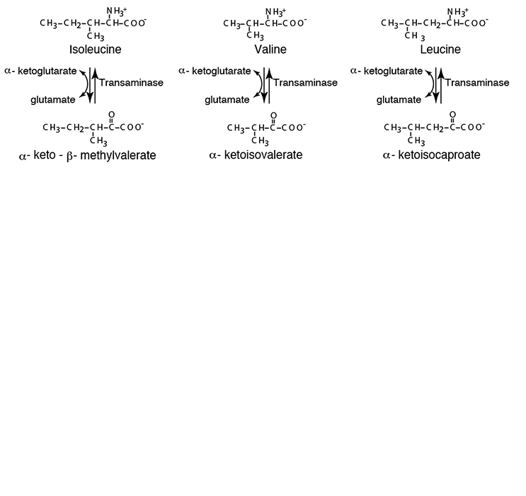 Branched-Chain Amino Acid Degradation 1