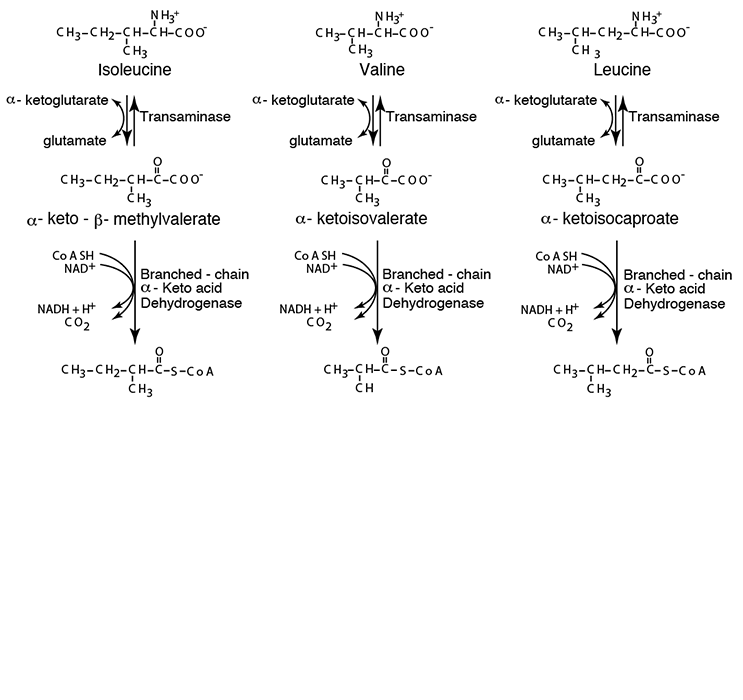 Branched-Chain Amino Acid Degradation 2