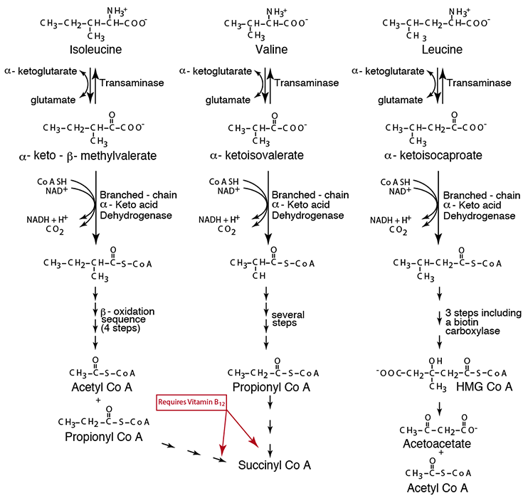Branched-Chain Amino Acid Degradation 3