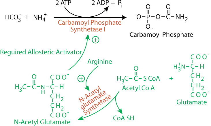 Carbamoyl Phosphate Synthetase I