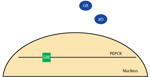 Cortisol PEPCK Gene Transcription 1