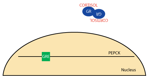 Cortisol PEPCK Gene Transcription 2