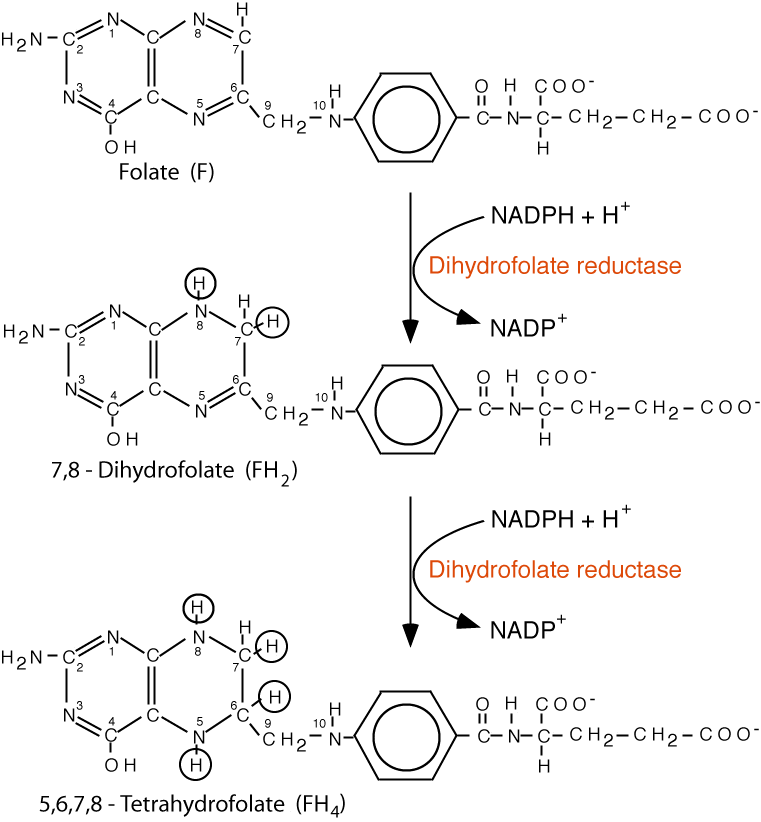 purine synthesis folate