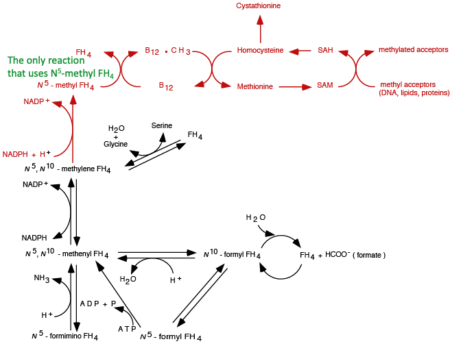 Folate Methyl Trap 3