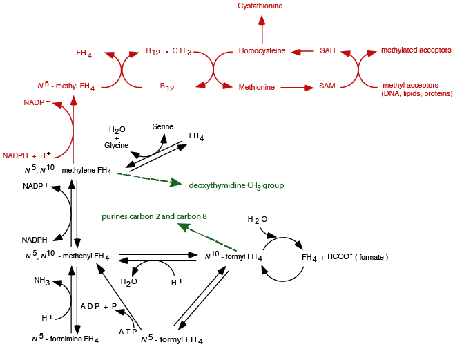 Folate Methyl Trap 4