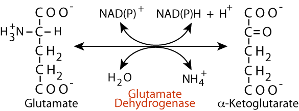 Glutamate Dehydrogenase