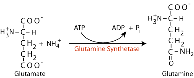 Glutamine Synthetase