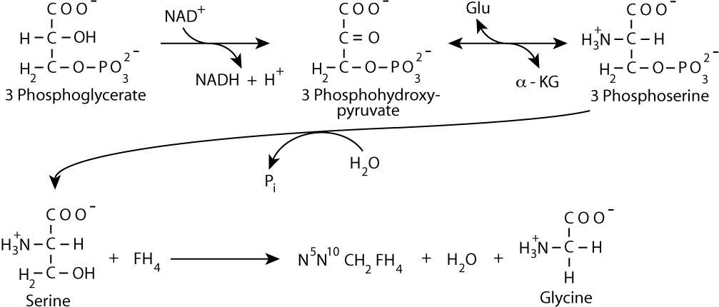 Glycine Synthesis 1
