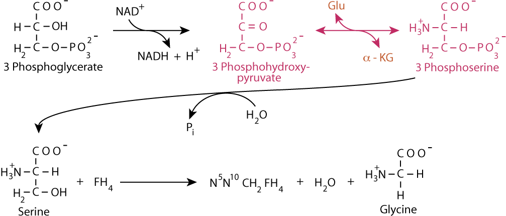Glycine Synthesis 2