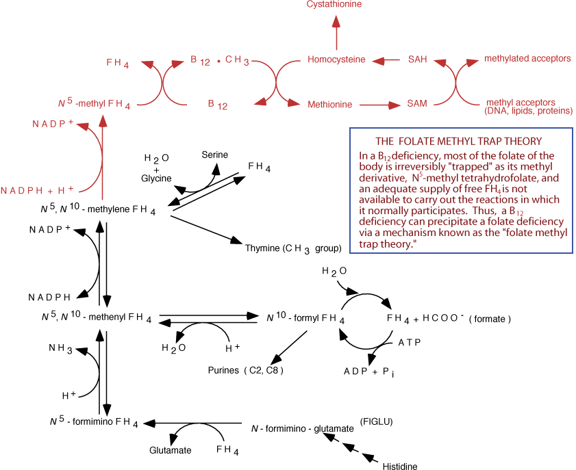 AMINO ACID METABOLISM TETRAHYDROFOLATE