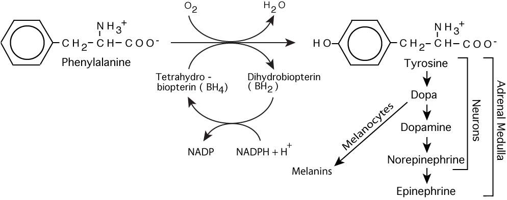 Phenylalanine Hydroxylase
