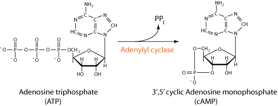 Cyclic AMP Synthesis