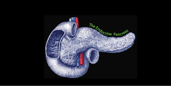 Endocrine Pancreas 1