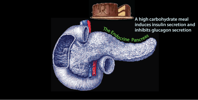 Endocrine Pancreas 2