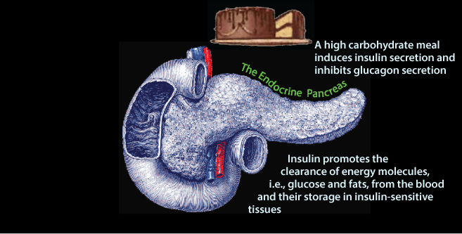 Endocrine Pancreas 3
