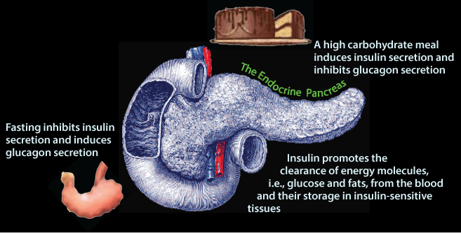 Endocrine Pancreas 4