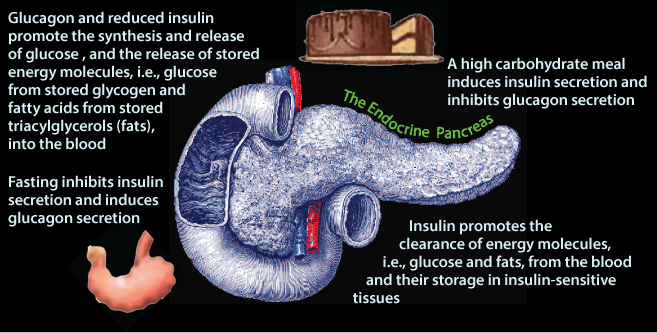 Endocrine Pancreas 5