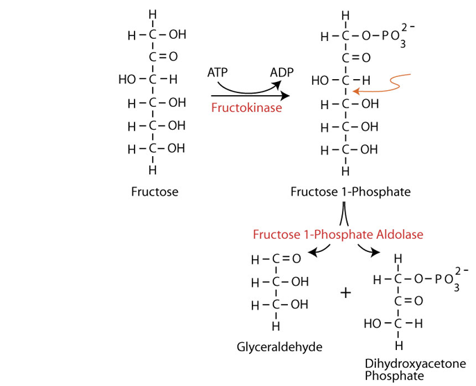 Galactose Metabolism 2