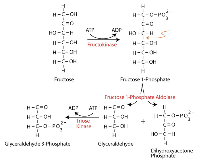 Galactose Metabolism 3
