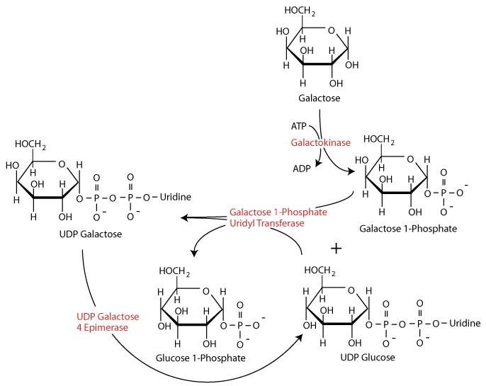 Galactose Metabolism 4