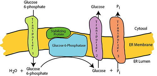 Glucose 6 Phosphatase