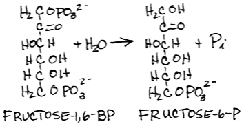 Fructose1,6-bisPhosphatase