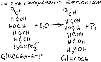 Glucose-6-Phosphatase