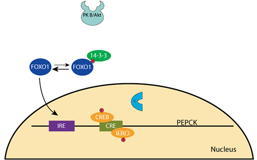 PEPCK Gene Activation
