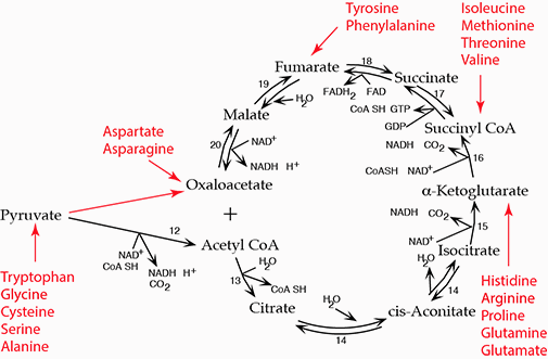 Amino Acid Degradation