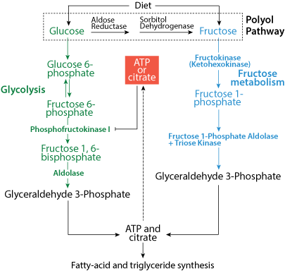 Fructose unregulated entry into glycolysis