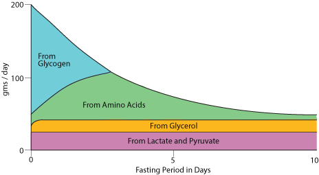 Glucose Release from Liver1
