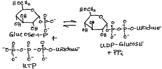 UDPG Pyrophosphorylase