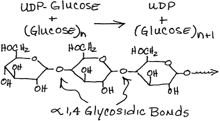 Glycogen Synthase