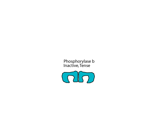 Muscle Phosphorylase 1