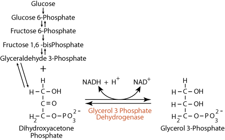 Adipose Glyceral Production