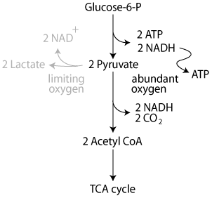 Anaerobic Glycolysis 1