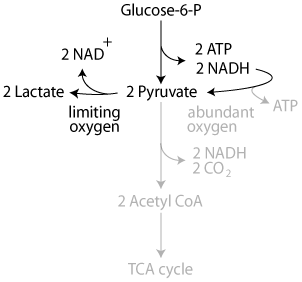 Anaerobic Glycolysis 2