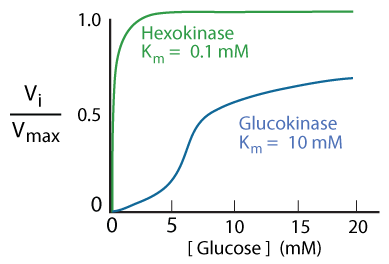 Comparison: Hexo- Gelcokinase
