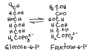 Phospho Glucose Isomerase